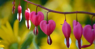 Creating a Heart using CSS | HTML & CSS
